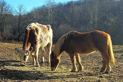 ox and horse on the farmstead
